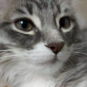 Meet your Posher, Sage